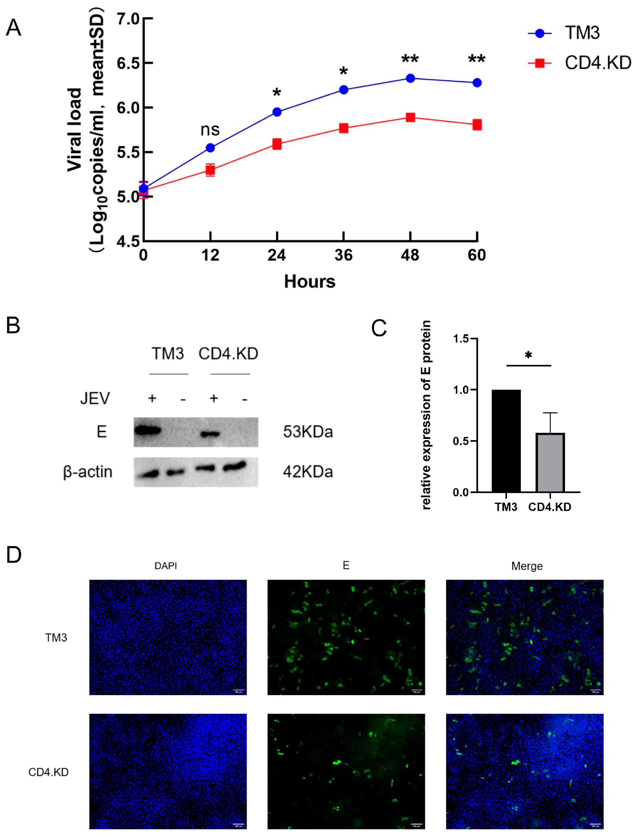 CD4 Molecule Plays an Important Role in the Inflammatory Response
