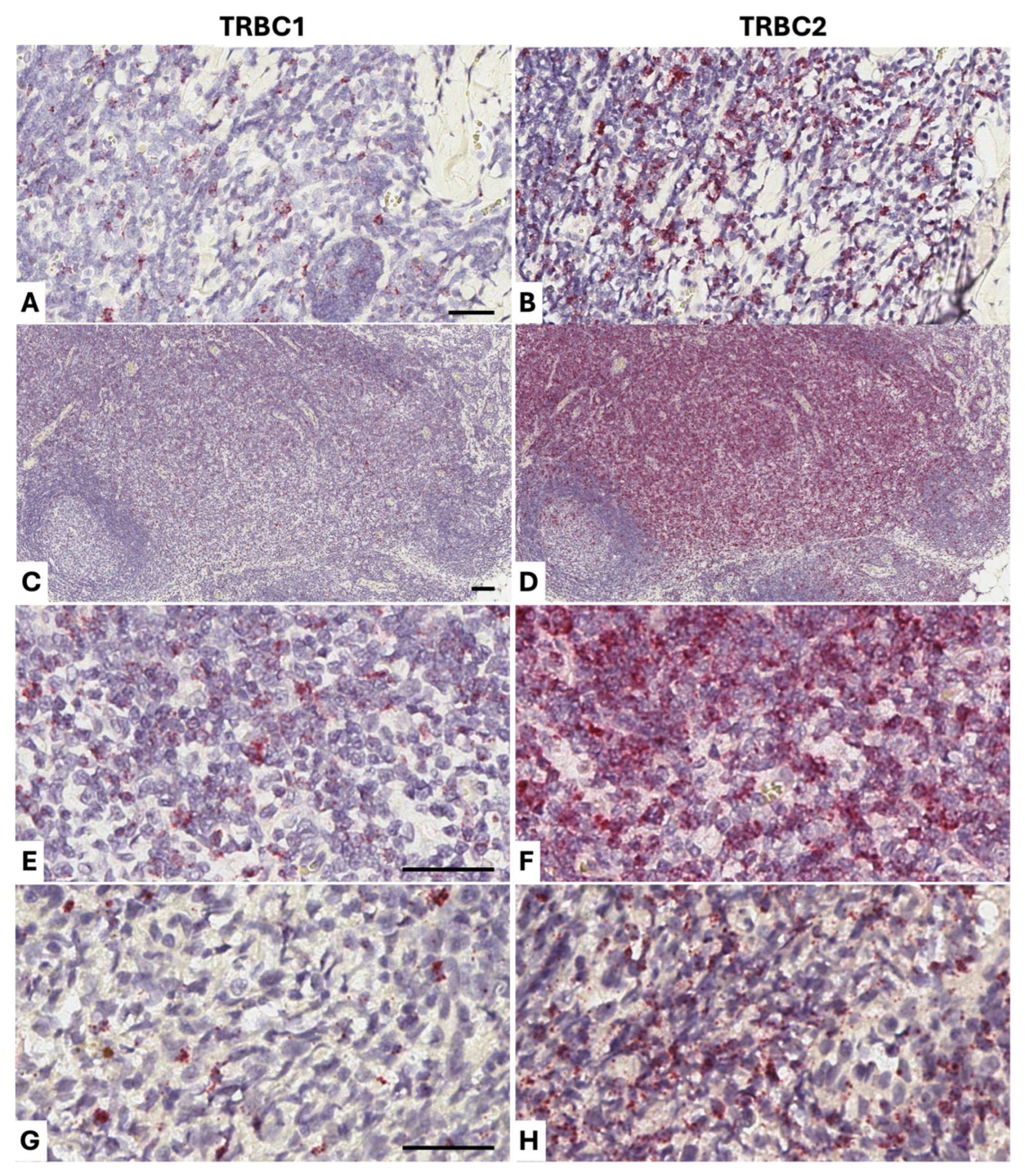 Vetsci 13 00330 g009