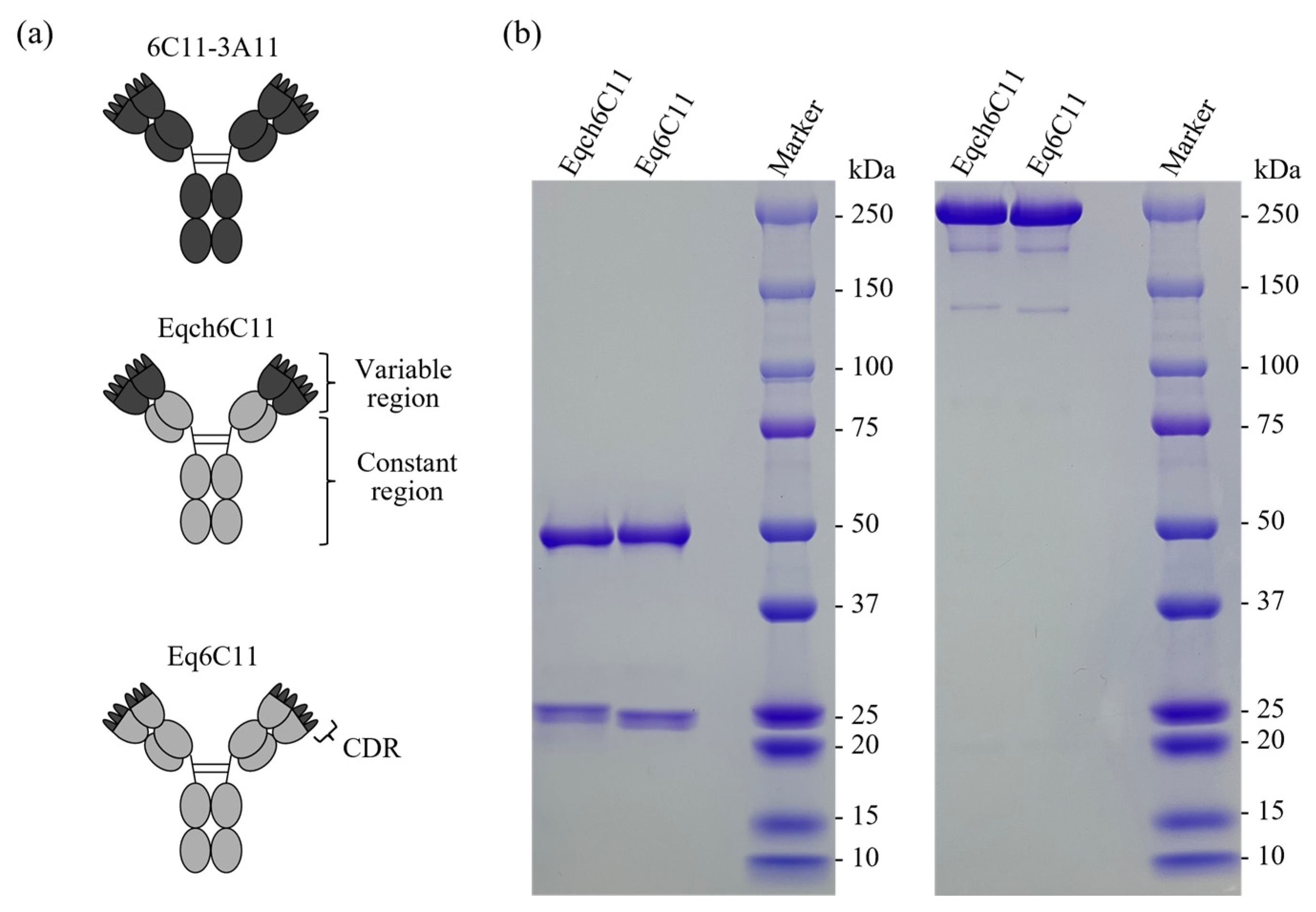 Vetsci 13 00343 g001 Vetsci 13 00343 g001