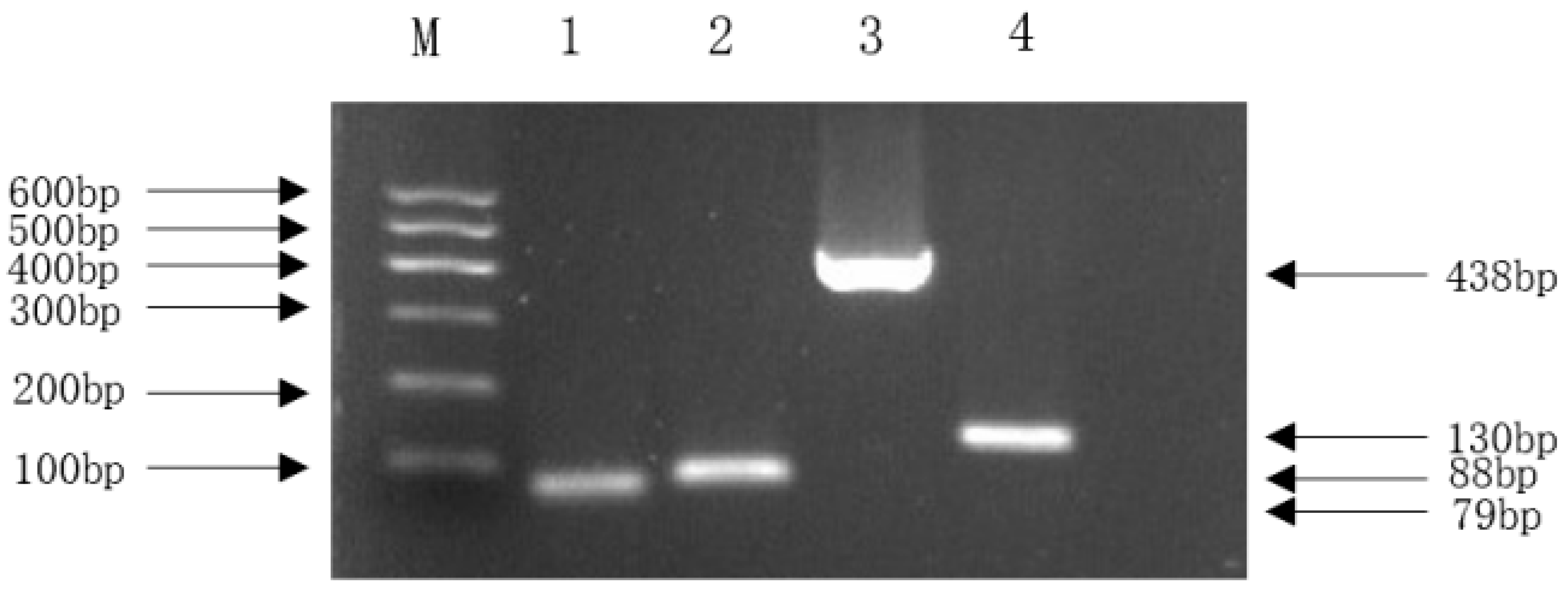 Vetsci 13 00401 g009 Vetsci 13 00401 g009