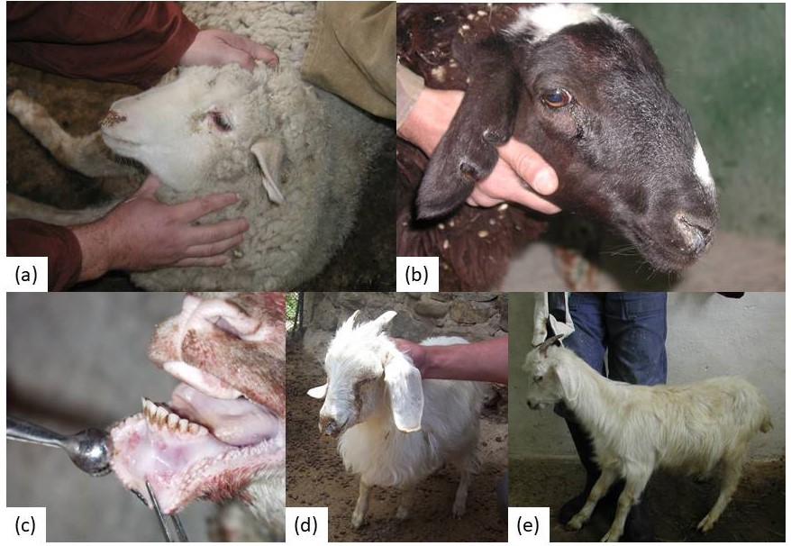 Vetsci 13 00433 g007