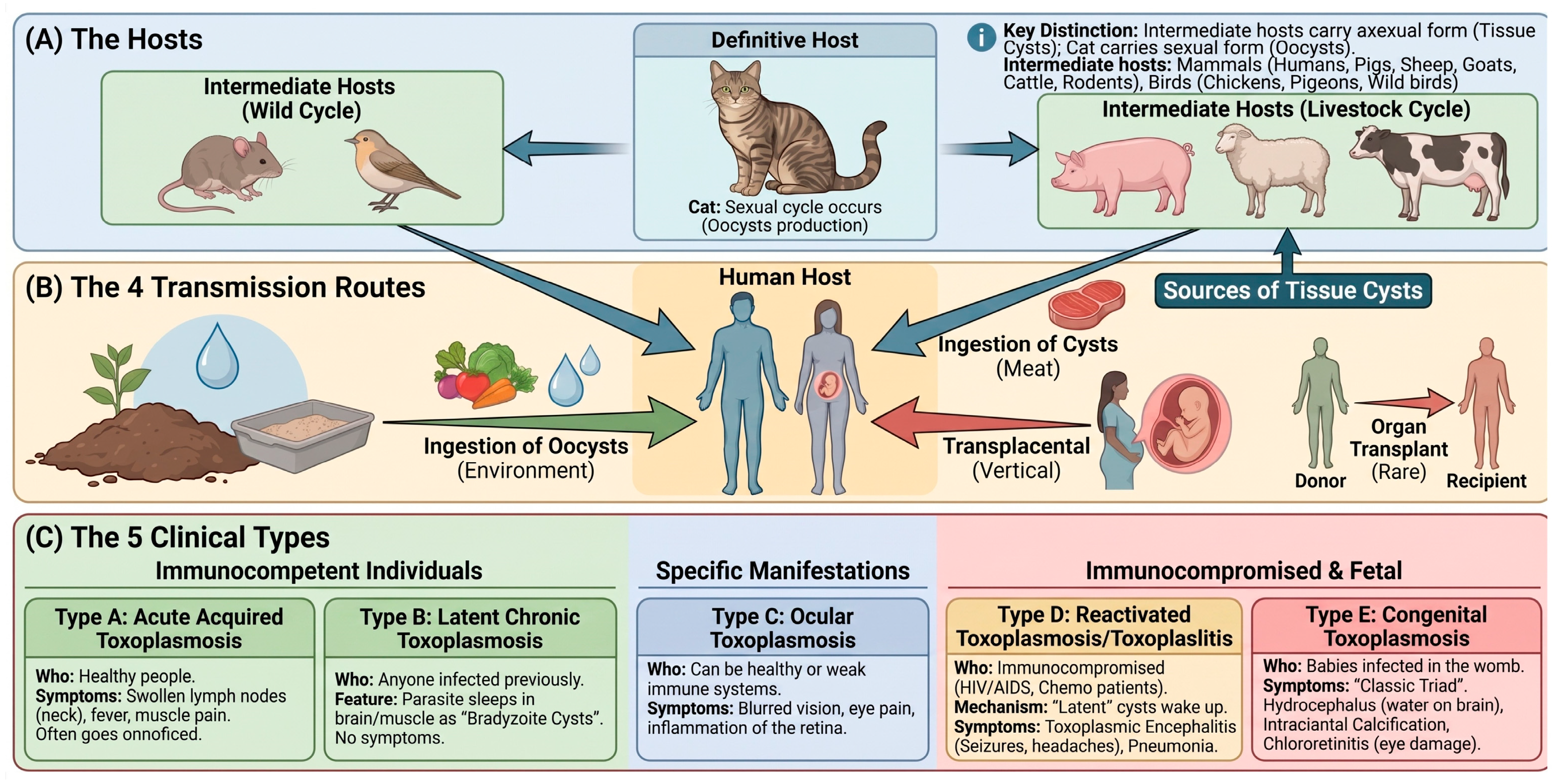 Vetsci 13 00437 g001