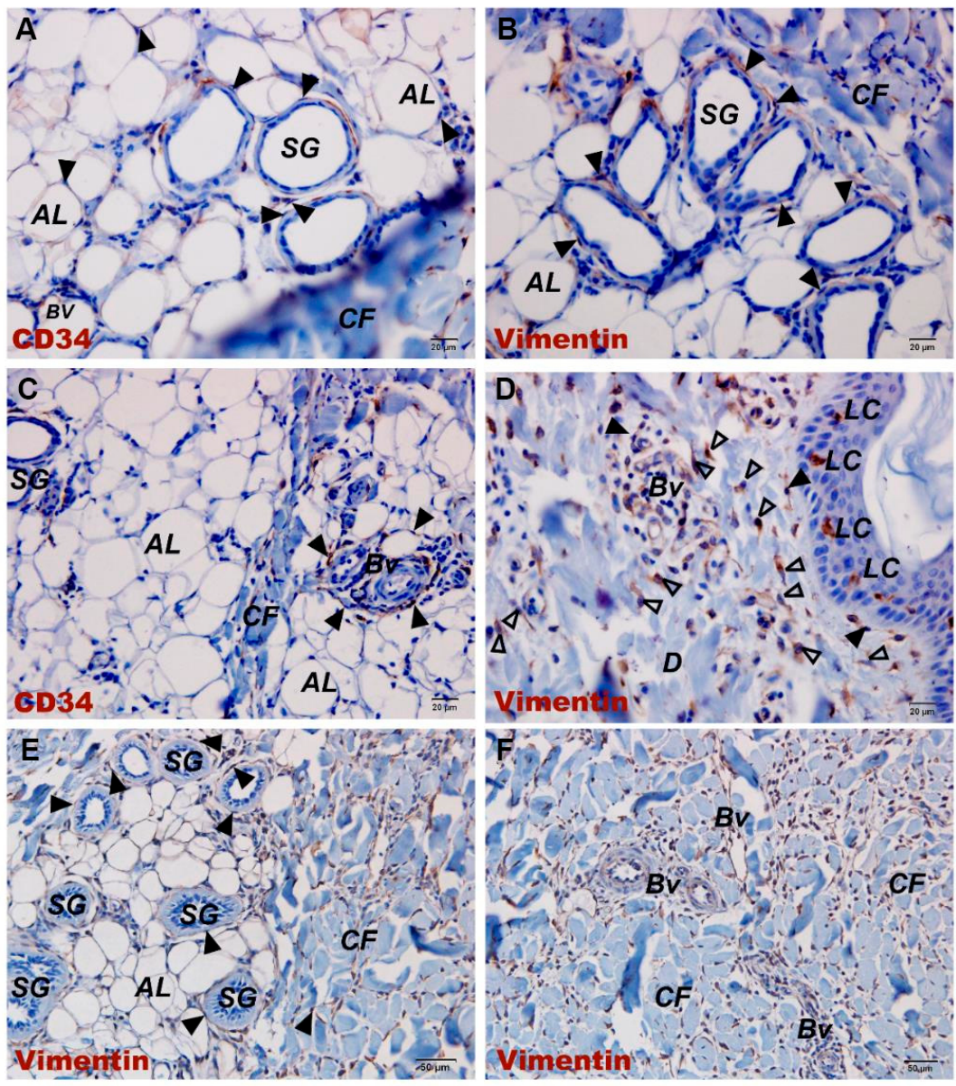 Vetsci 13 00467 g003