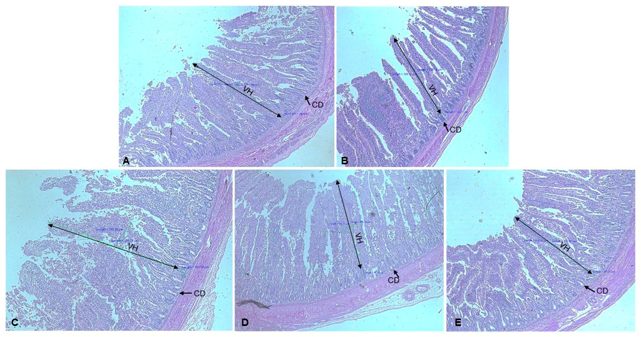 Vetsci 13 00566 g002