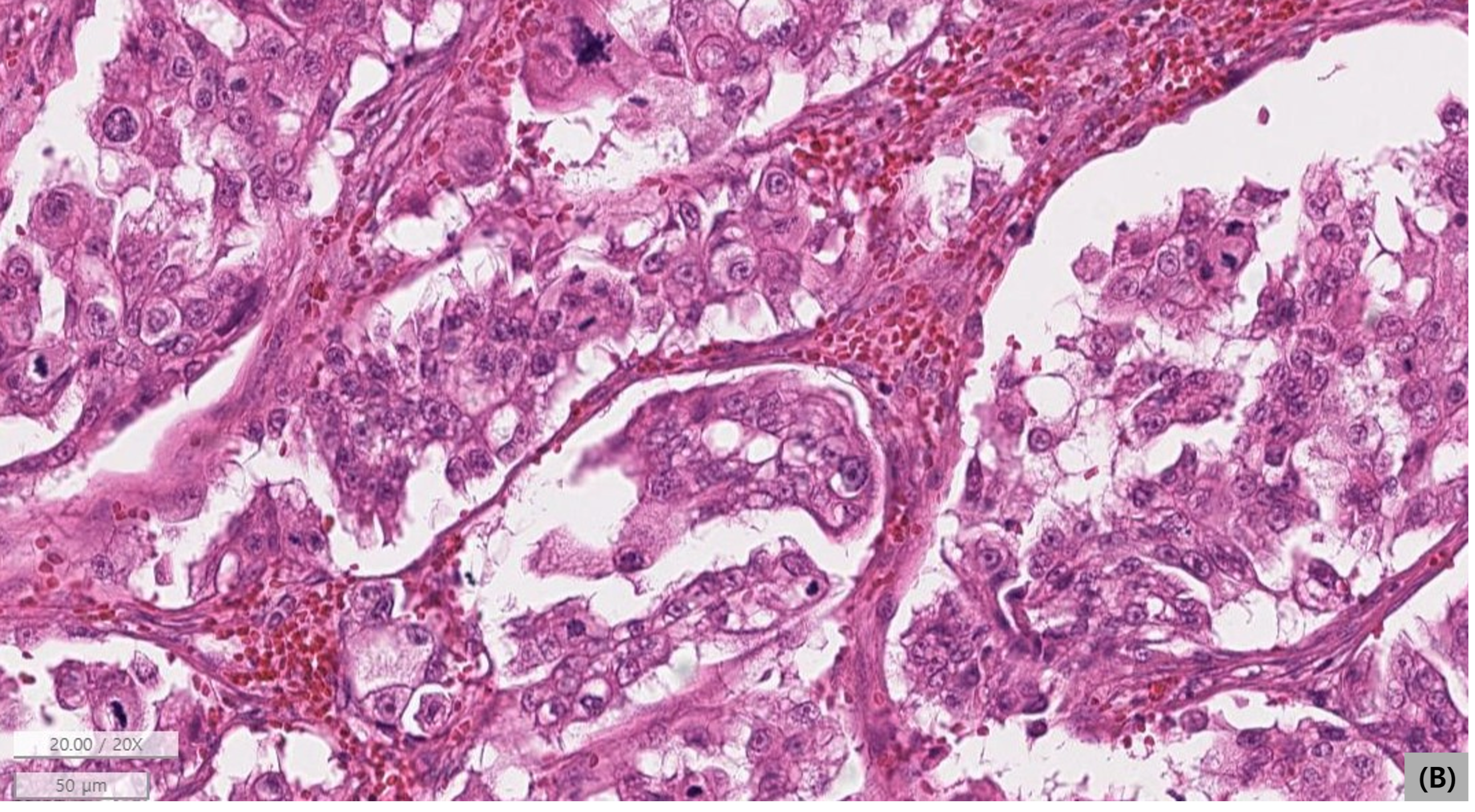 Vetsci 13 00606 g005b