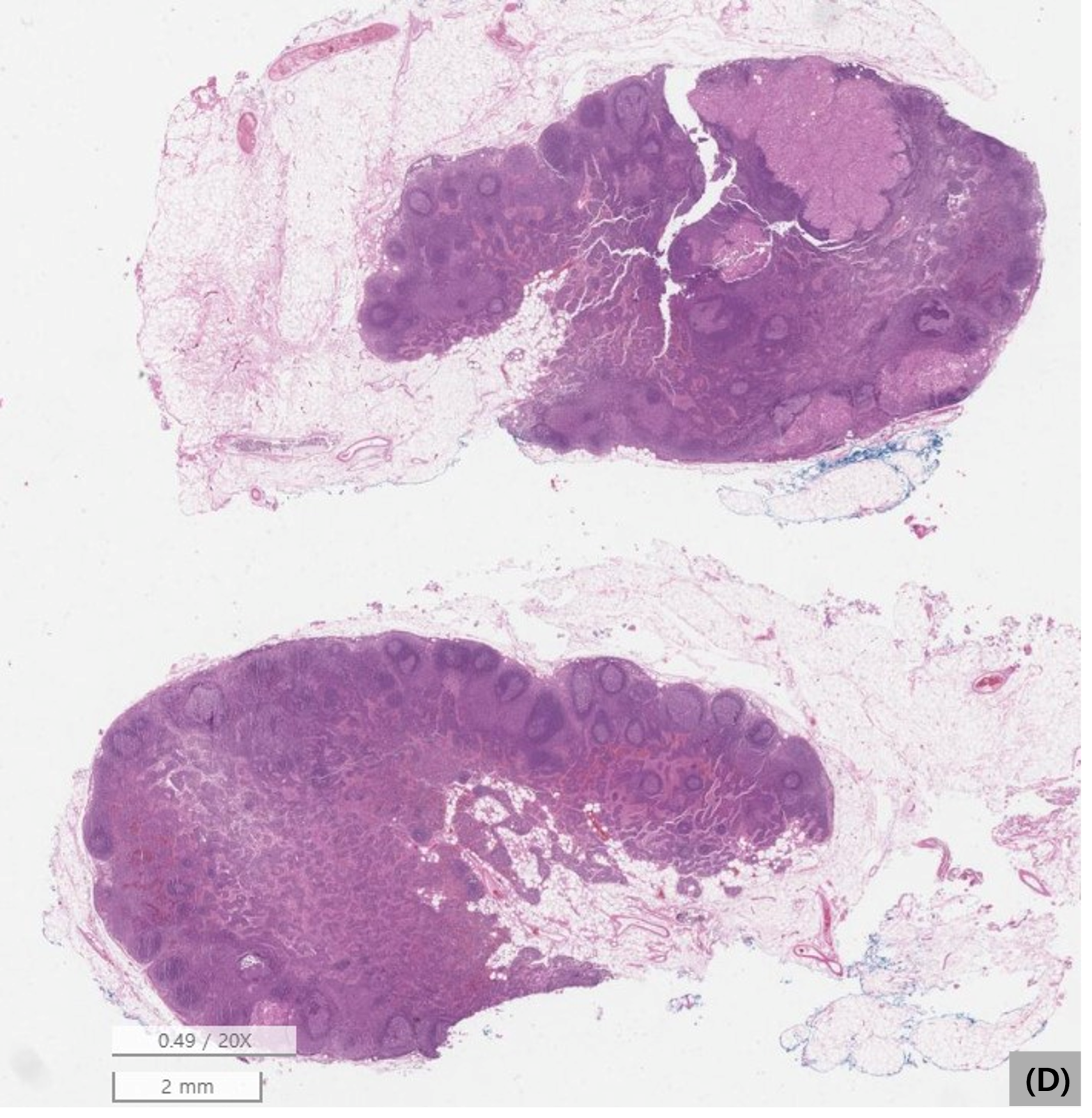 Vetsci 13 00606 g005d