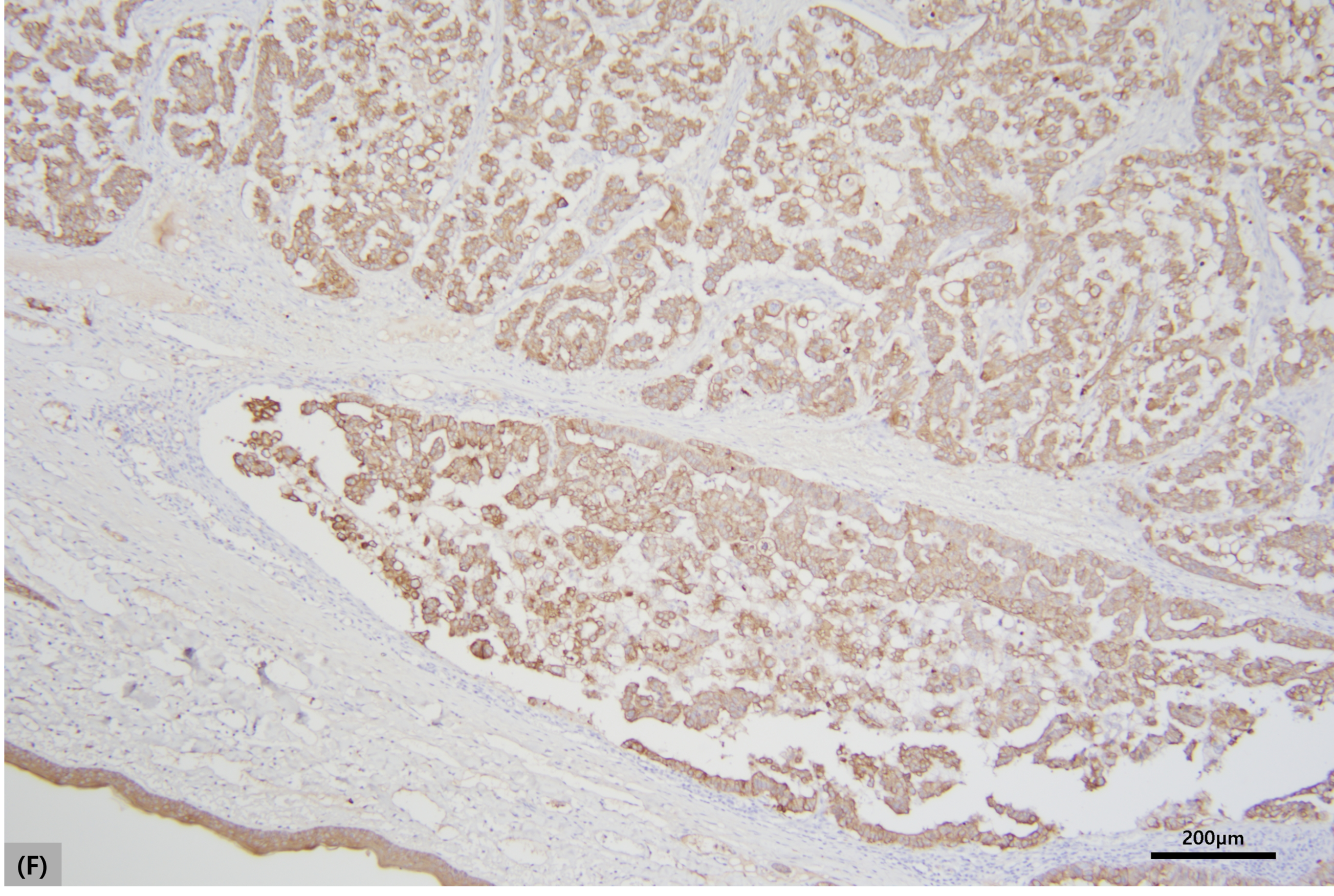 Vetsci 13 00606 g005f