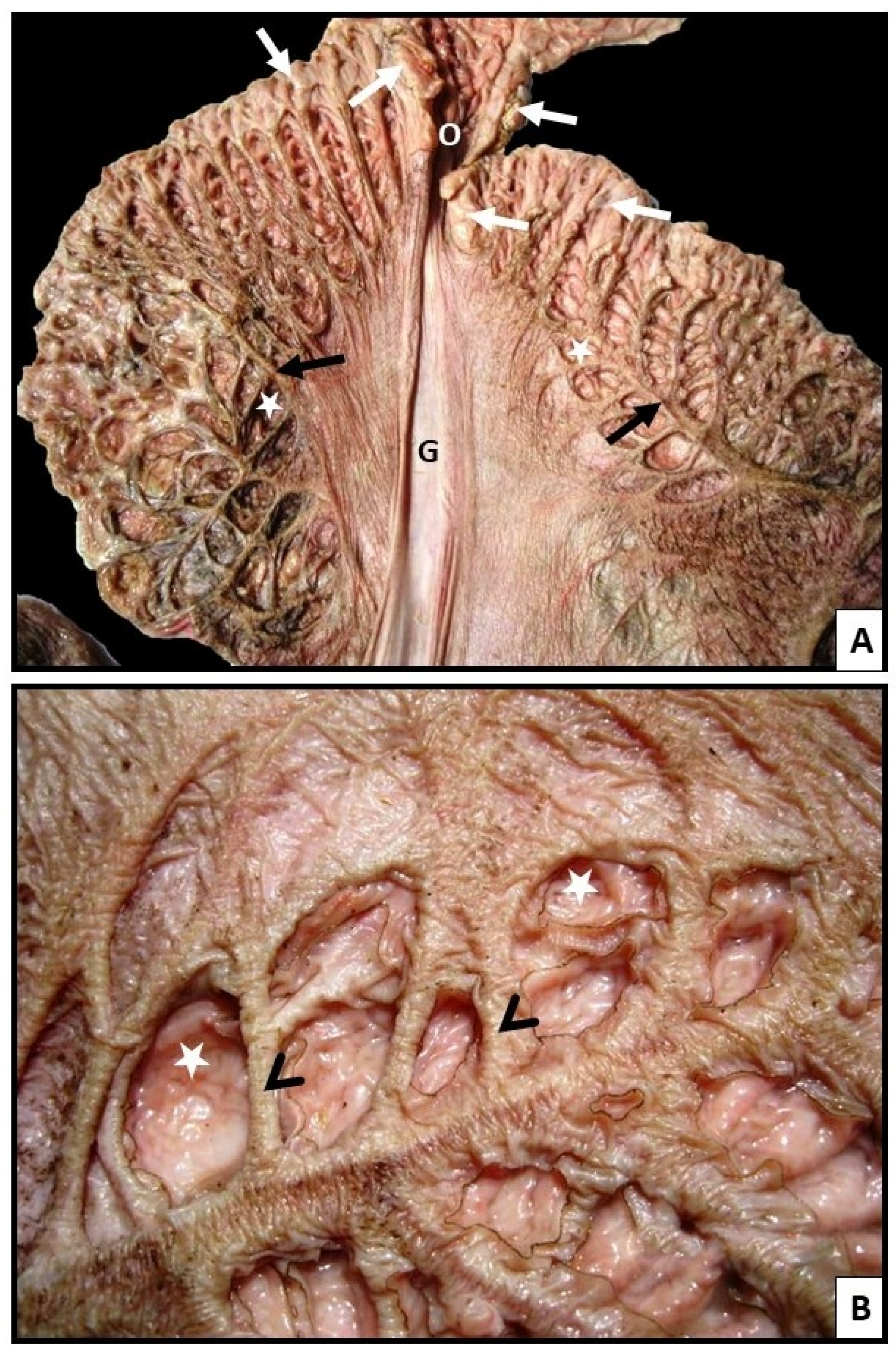Vetsci 13 00630 g002