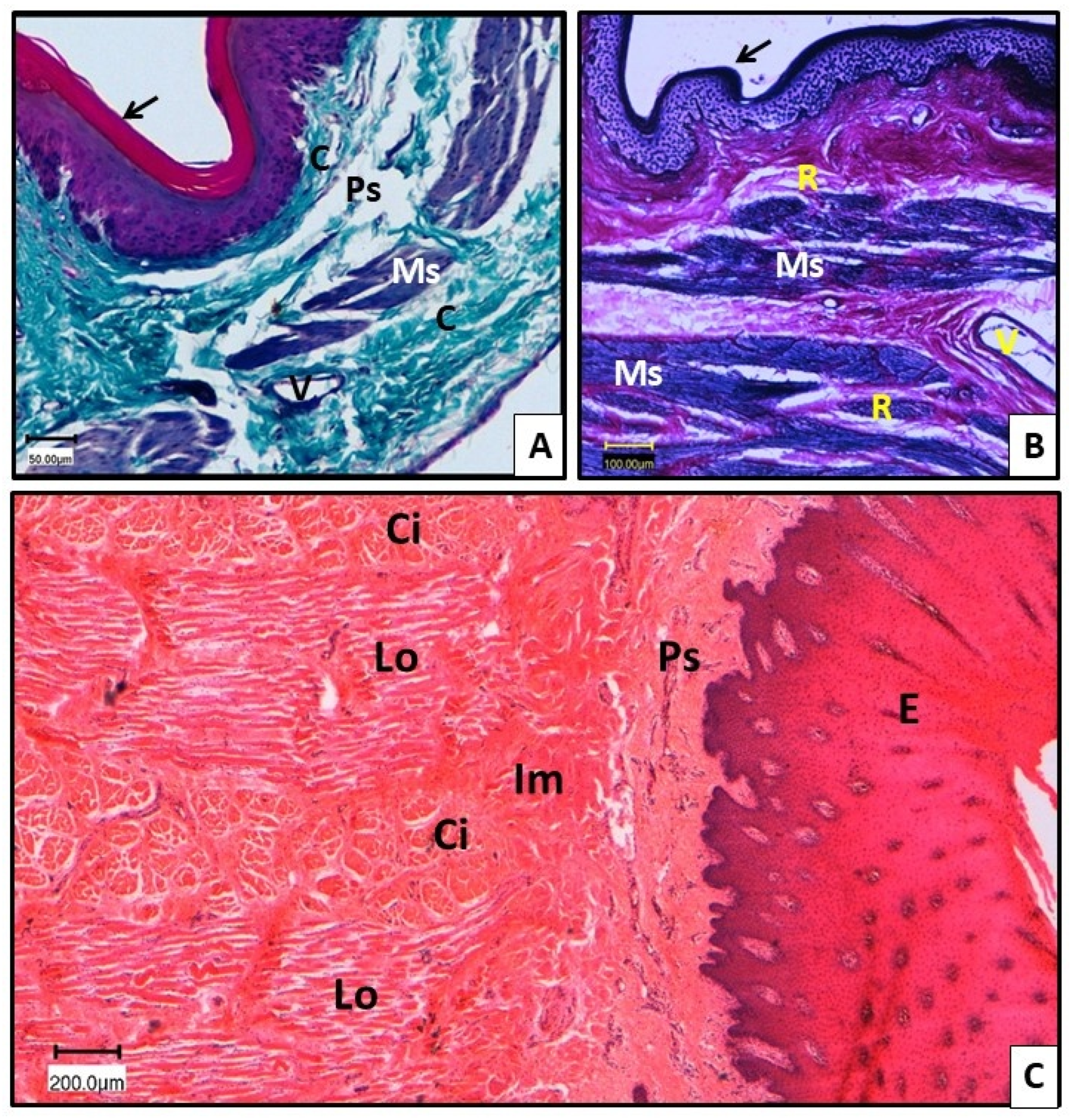 Vetsci 13 00630 g004