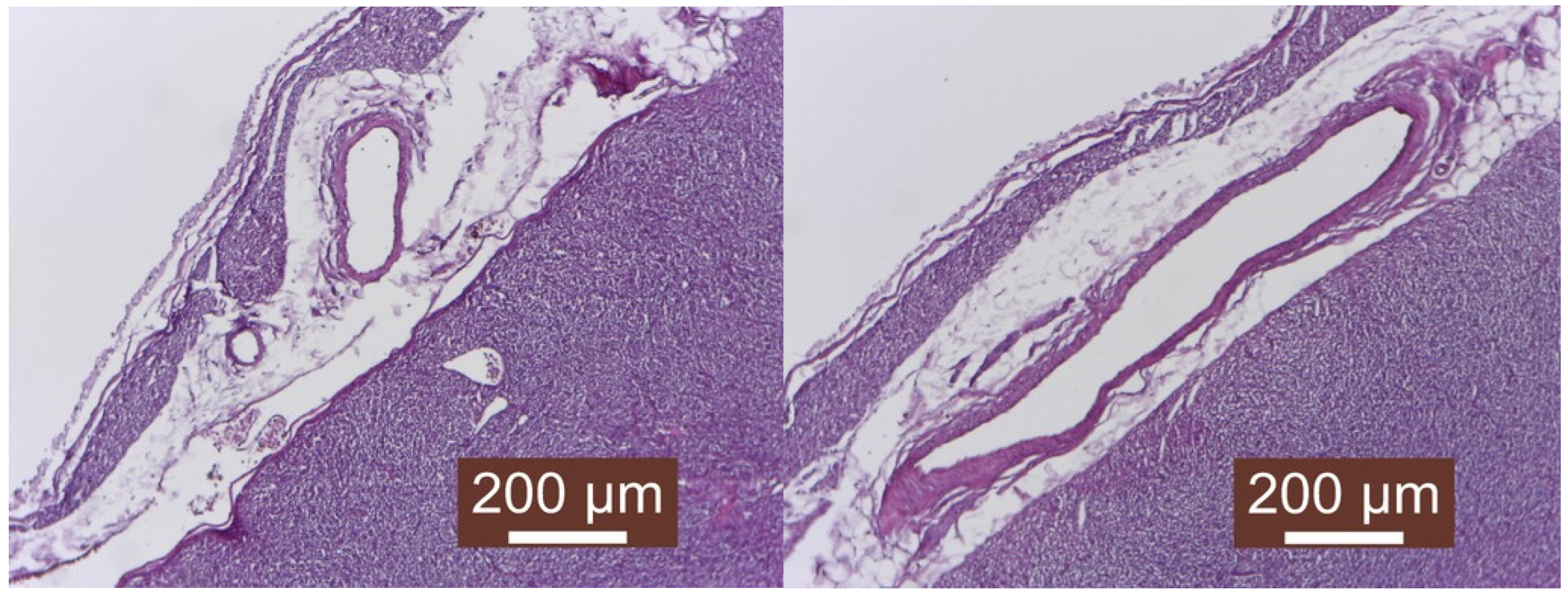 Vetsci 13 00643 g002