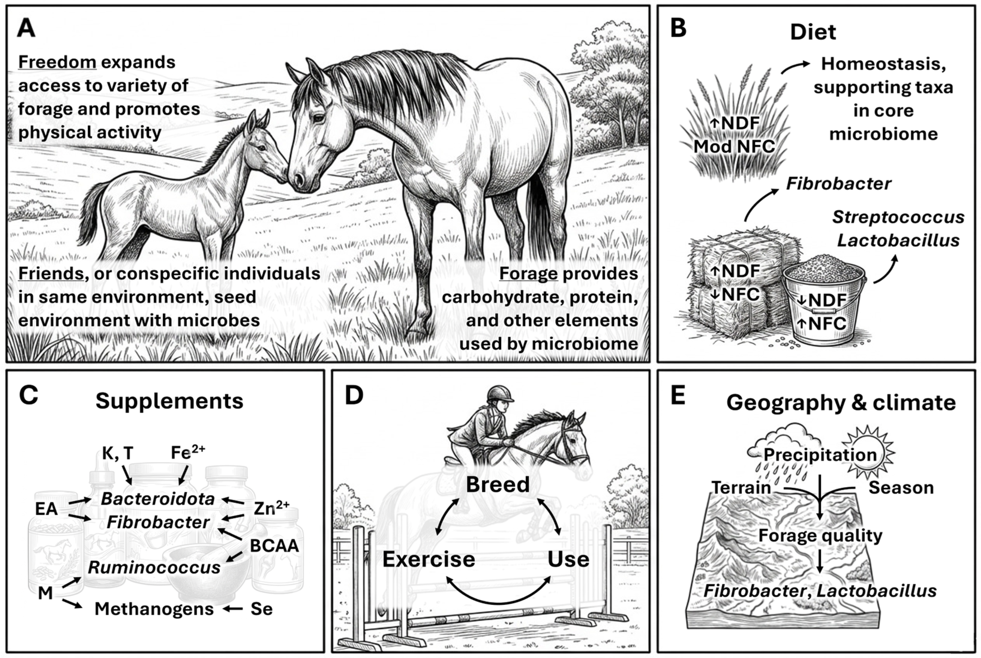 A Comprehensive Review of the Equine Gut Microbiome in Health and