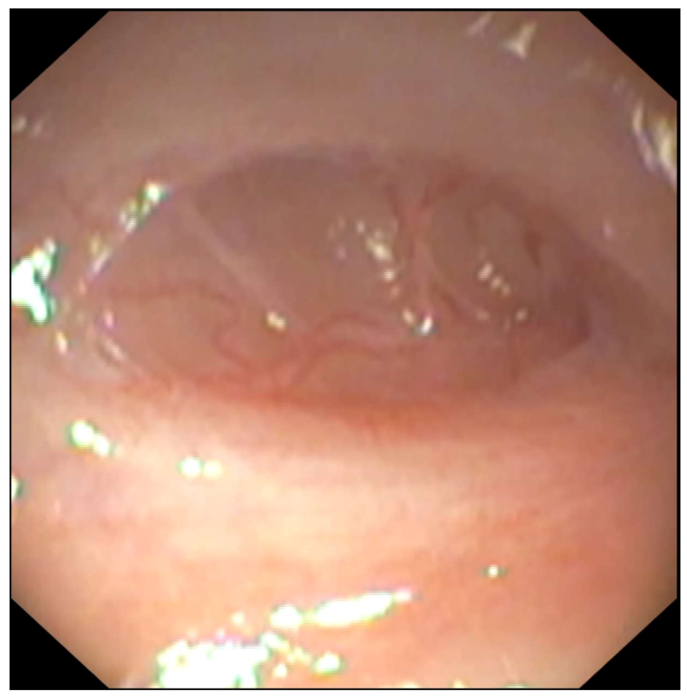 Vetsci 13 00707 g001