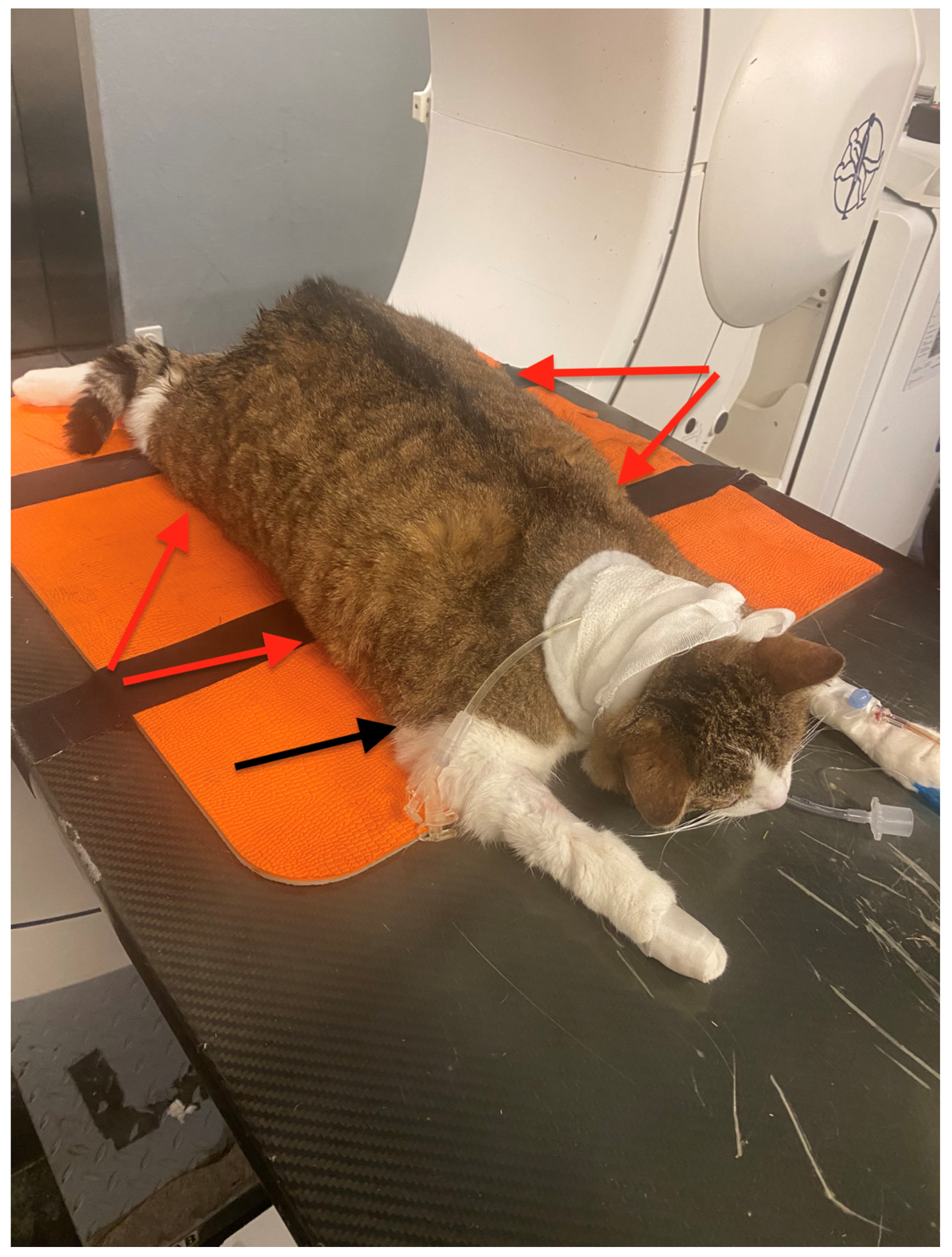 Vetsci 13 00707 g002
