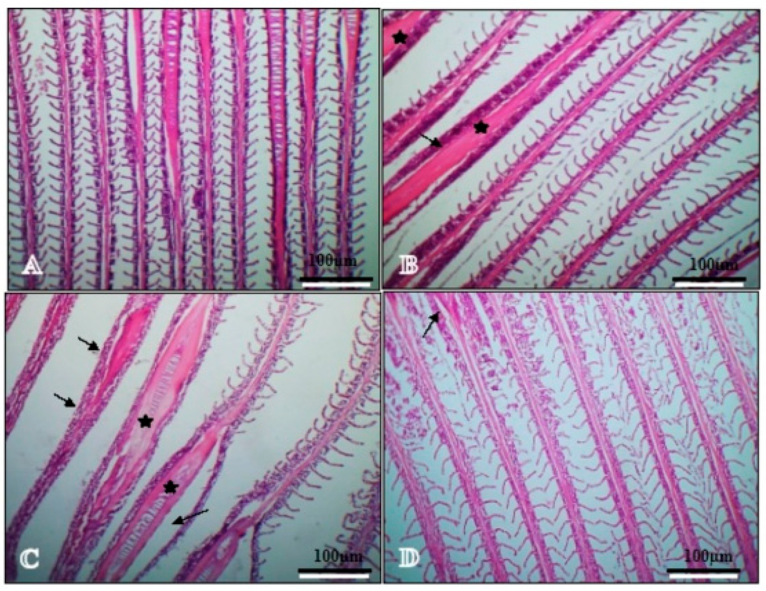 Vetsci 13 00737 g005 Vetsci 13 00737 g005