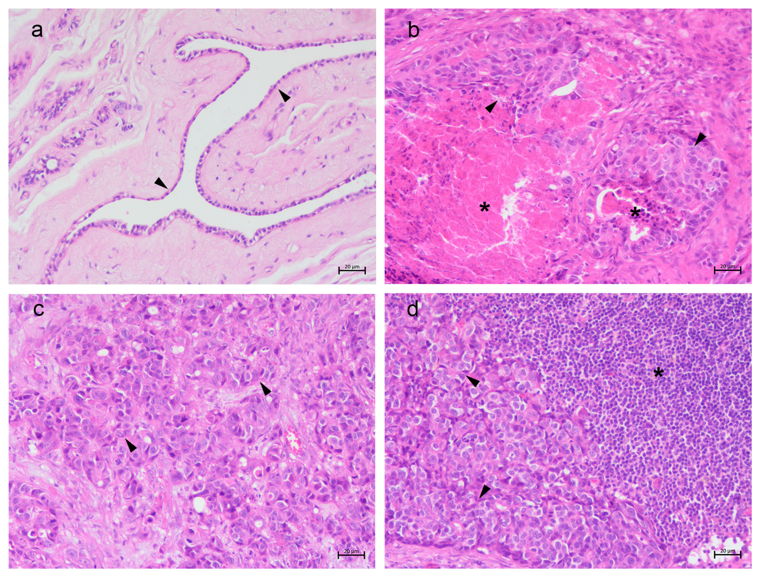 Vetsci 13 00810 g001 Vetsci 13 00810 g001