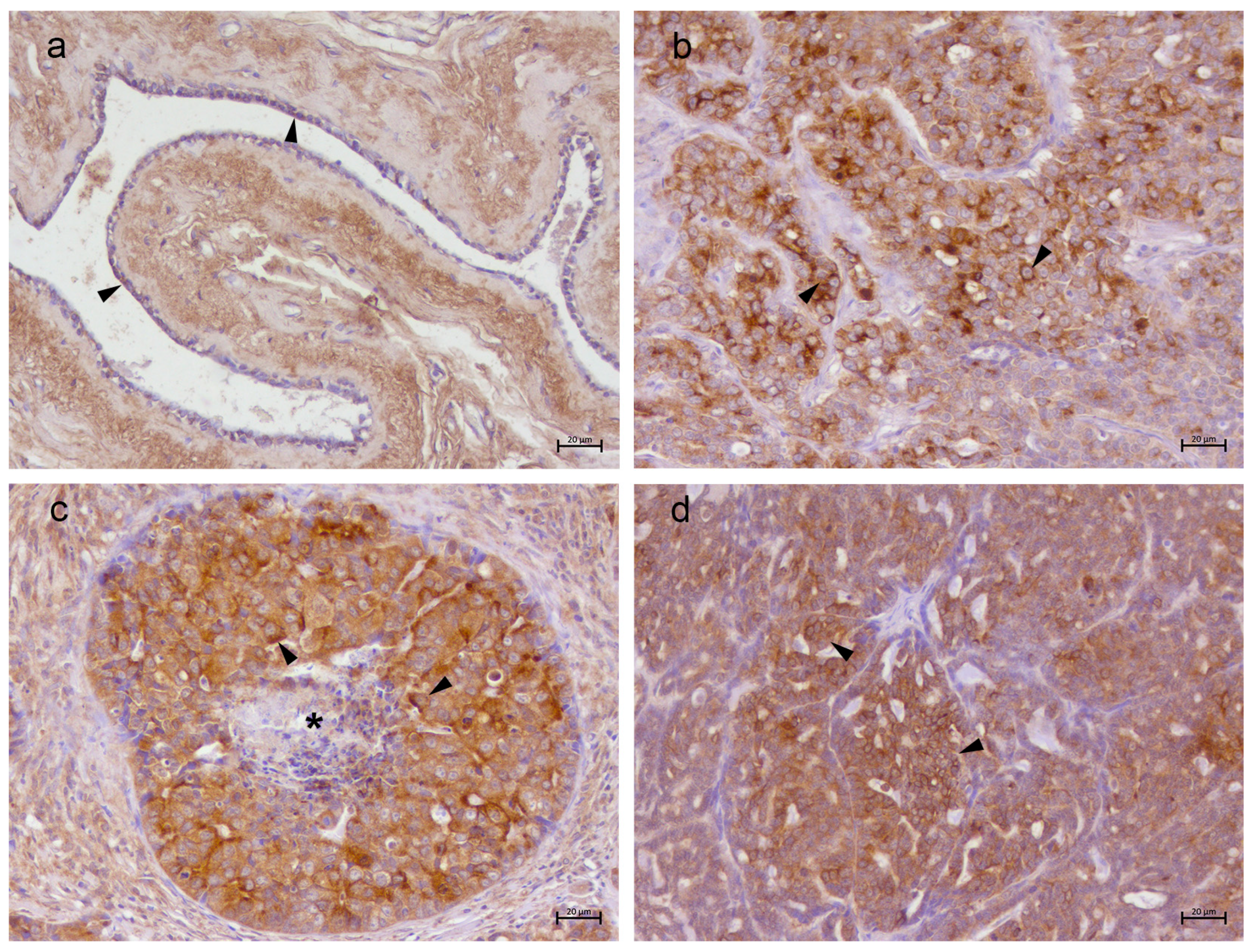 Vetsci 13 00810 g002 Vetsci 13 00810 g002