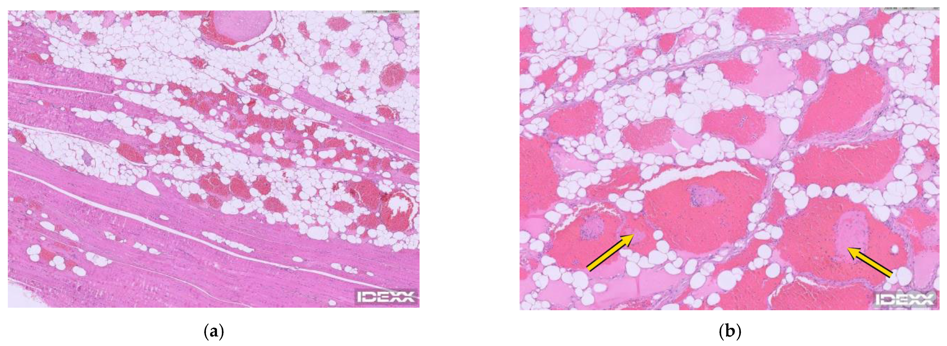 Vetsci 13 00975 g003