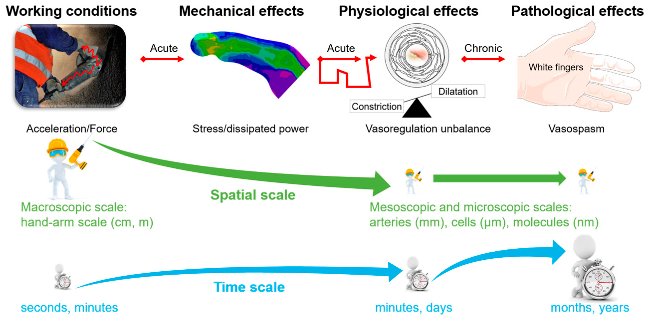 Vibration Free Full Text A Multiscale Approach For Predicting Certain Effects Of Hand Transmitted Vibration On Finger Arteries Html