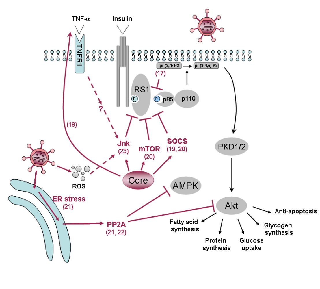 Viruses 01 00126 g002 1024