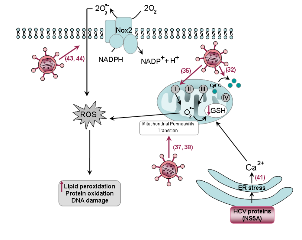 Oxidative induced Cluster DNA lesions. Hcv инфекция