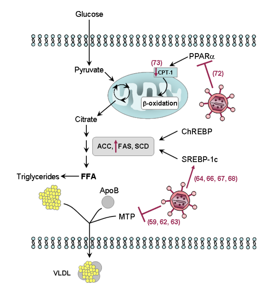 Viruses 01 00126 g004 1024