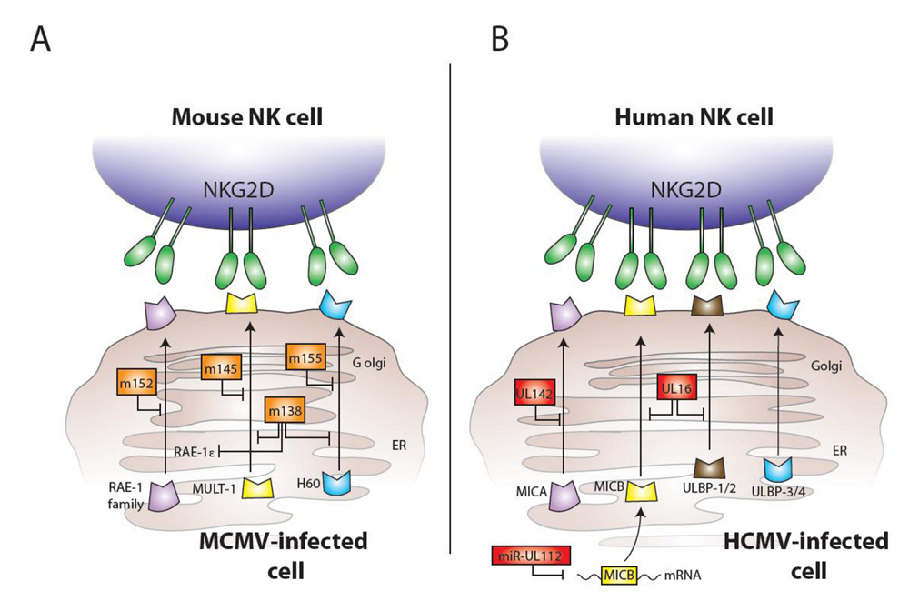 Mice cells. Nkg2d лиганды. Nkg2a Рецептор расшифровка. Nkg2d. D2 строение.