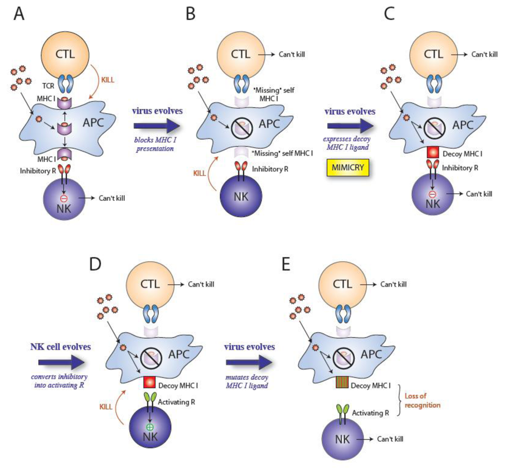 purpose of viruses in evolution