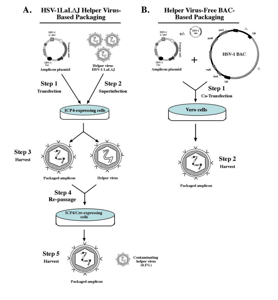 Sind Bis Virus Virus Viruses Special Issue Novel Viral Vector Systems for Sind Bis Virus Virus Viruses Special Issue Novel Viral Vector Systems for