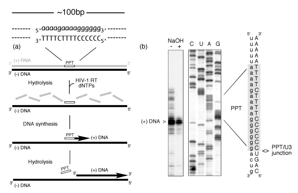 Viruses 01 00657 g001 1024