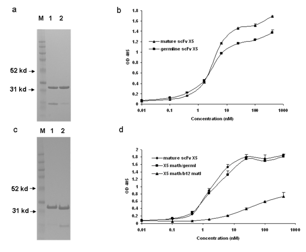 Viruses 01 00802 g001 550