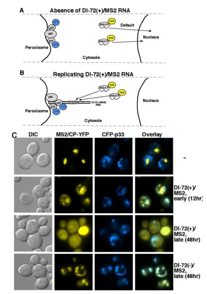 Viruses 01 00895 g004