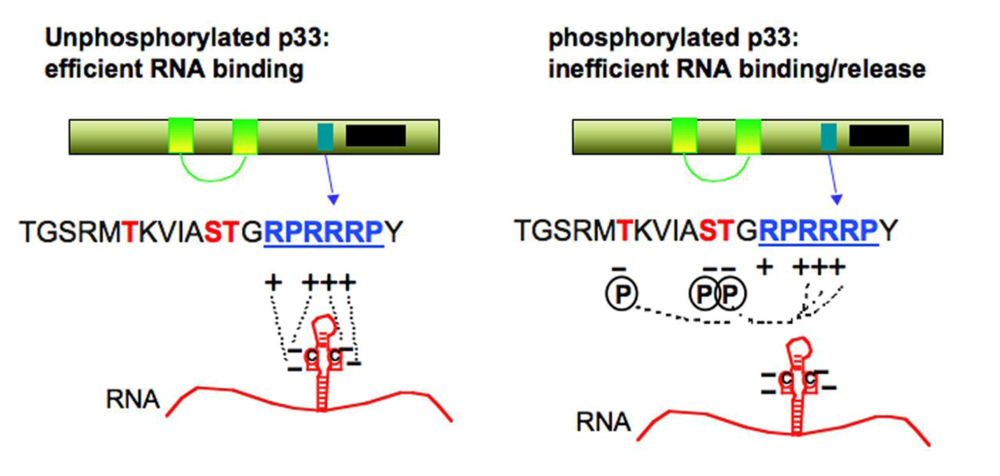 Viruses 01 00895 g005
