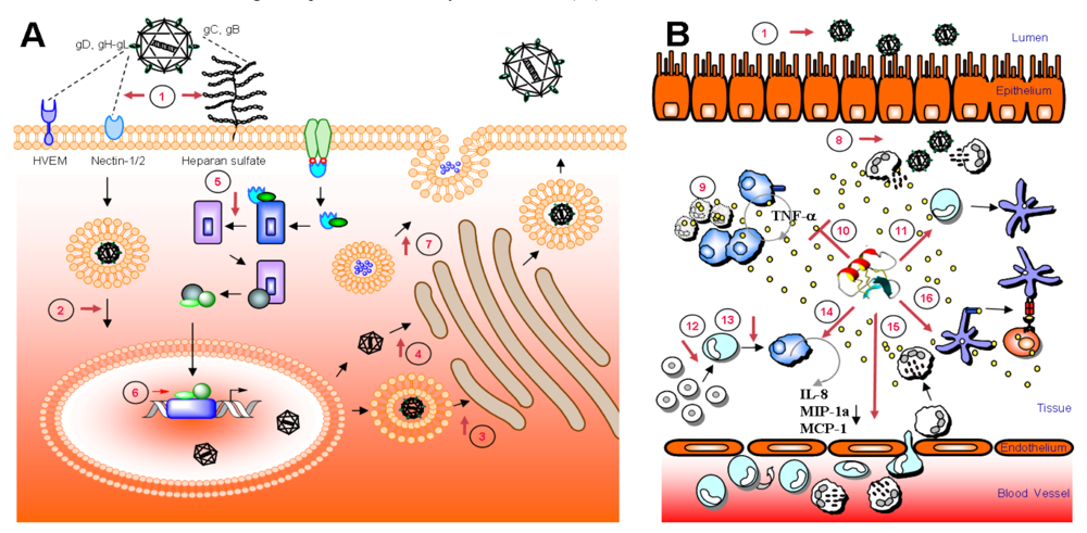 Viruses 01 00939 g001