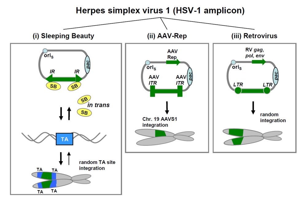 Viruses 01 01295 g003