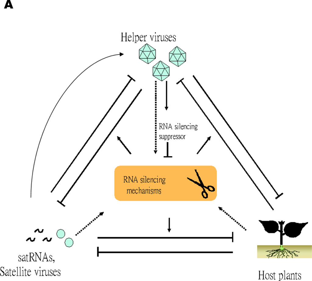 Viruses Free FullText Satellite RNAs and Satellite Viruses of Plants