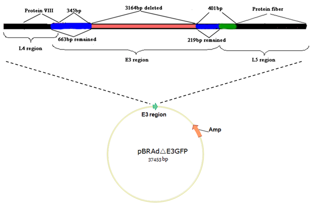 Viruses 02 00001 g005