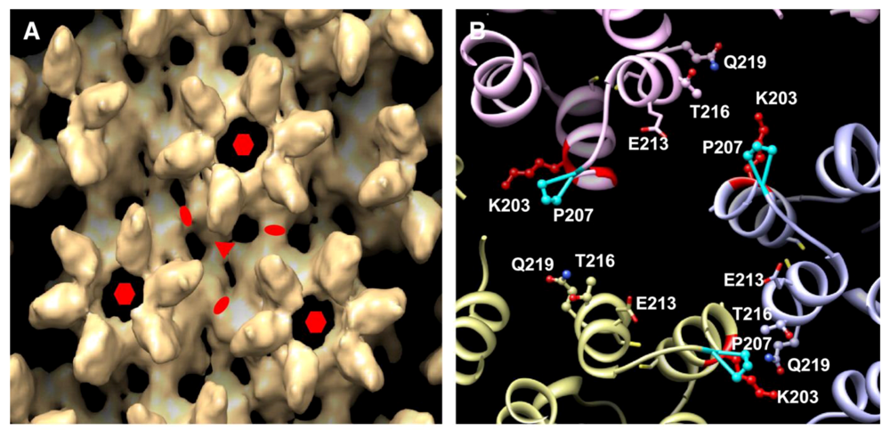 Viruses 02 00107 g002