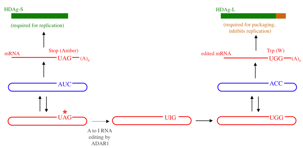 Viruses 02 00131 g001