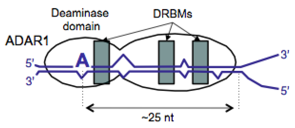 Viruses 02 00131 g002
