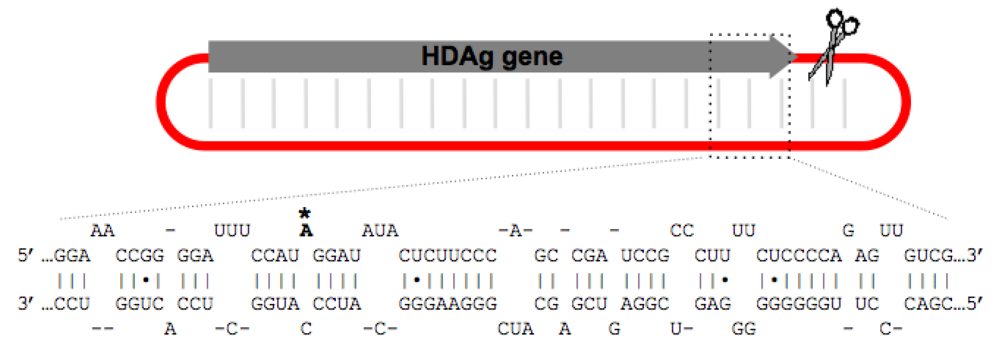 Viruses 02 00131 g003