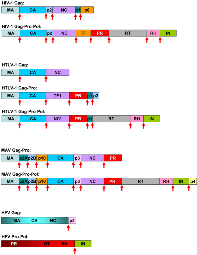 Viruses 02 00147 g003