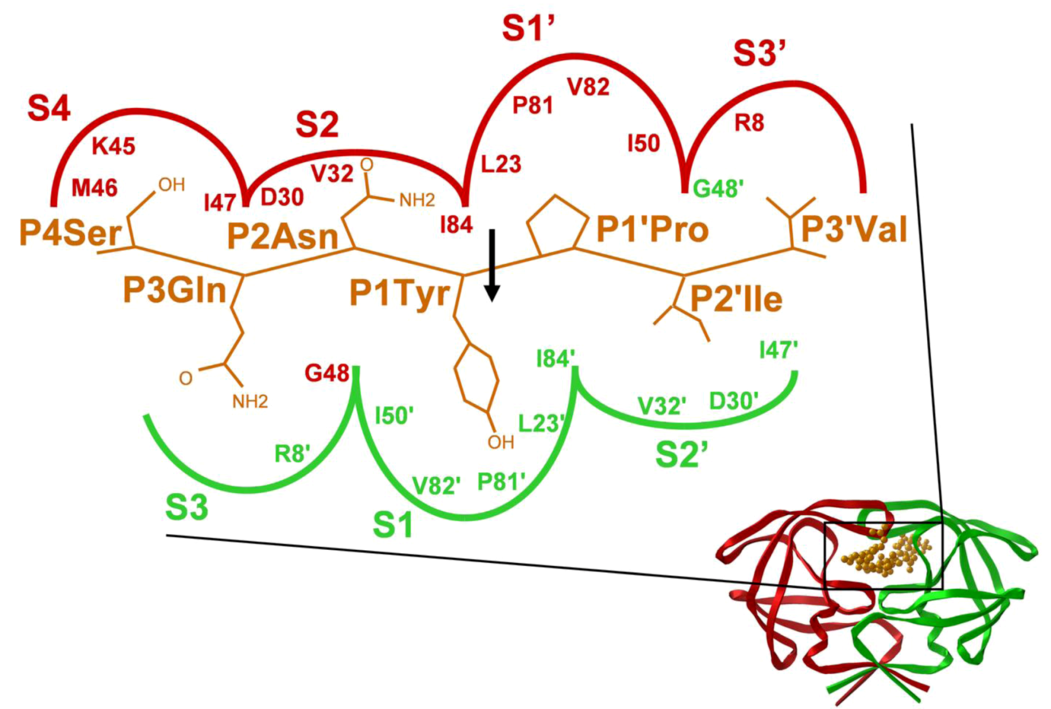 Viruses 02 00147 g005