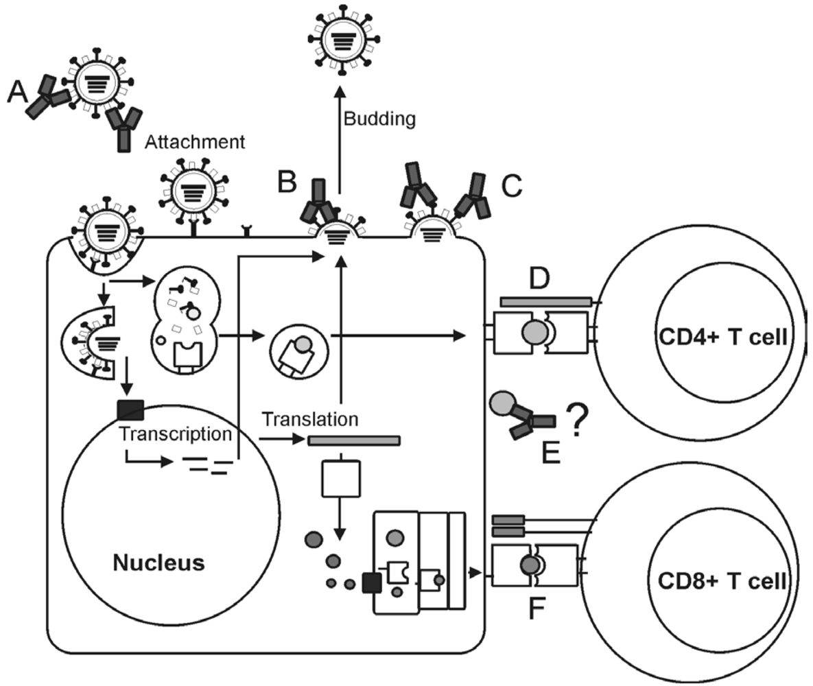 Viruses 02 00166 g001