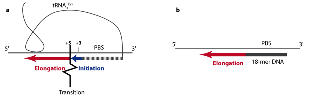 Initiation of HIV Reverse Transcription