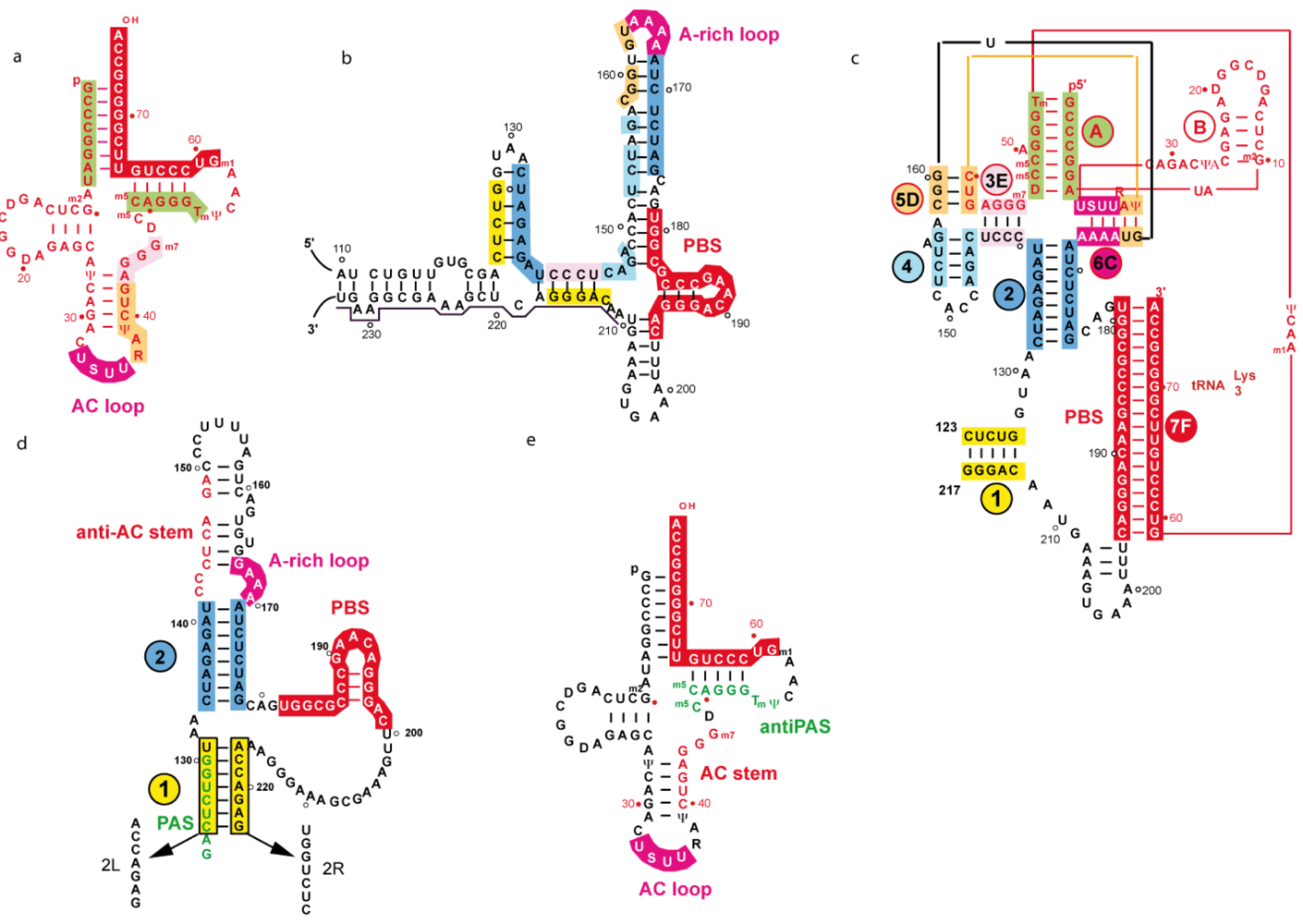 Viruses 02 00213 g004