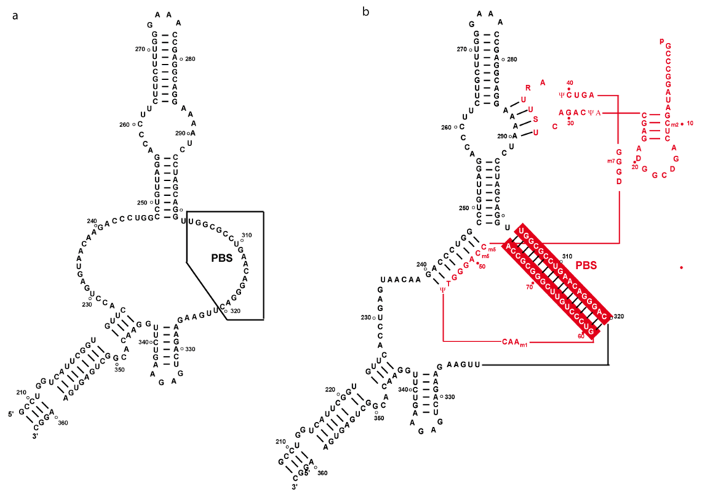 Viruses 02 00213 g005