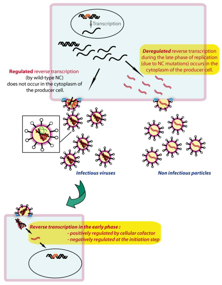 Viruses 02 00213 g006