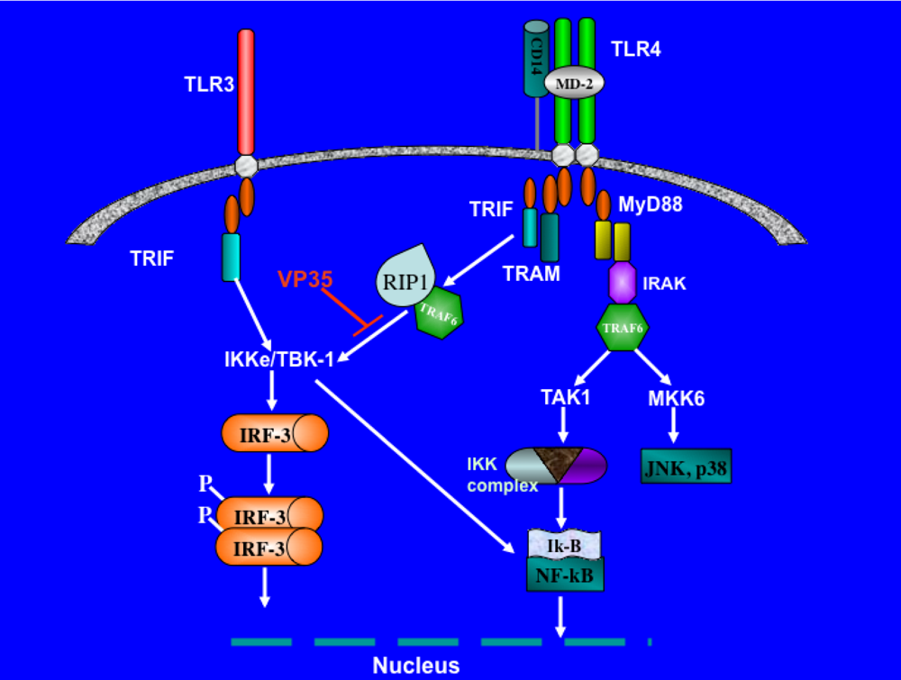 Viruses 02 00262 g003