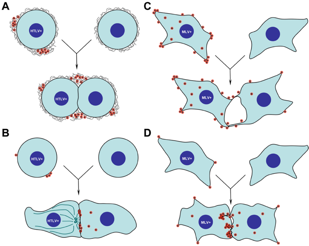Viruses 02 00601 g001