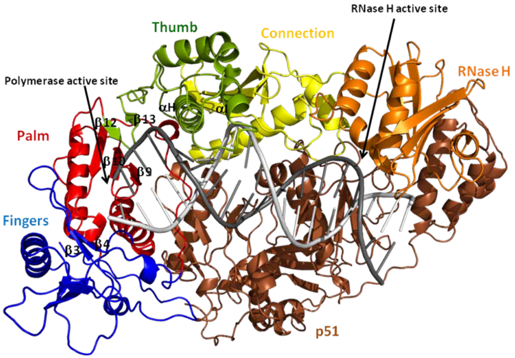 Viruses Free Full Text Structural Aspects Of Drug Resistance And Inhibition Of Hiv 1 Reverse Transcriptase Html